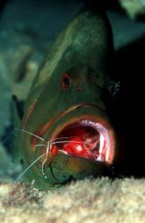 Red mouth grouper with cleaner shrimps. Nuweiba Egypt, F9... by David Stephens 